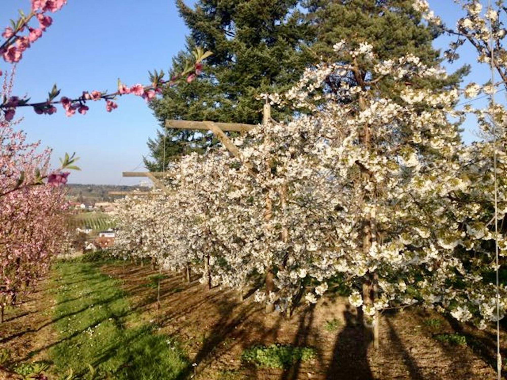 Ferienwohnung Seeblick Nonnenhorn Dış mekan fotoğraf